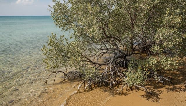 Salt-tolerant plants for Gulf gardens: halophytes that thrive on saline soil and water