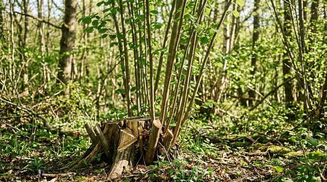Coppicing Guide: Sustainable Woodlot & Biomass Techniques