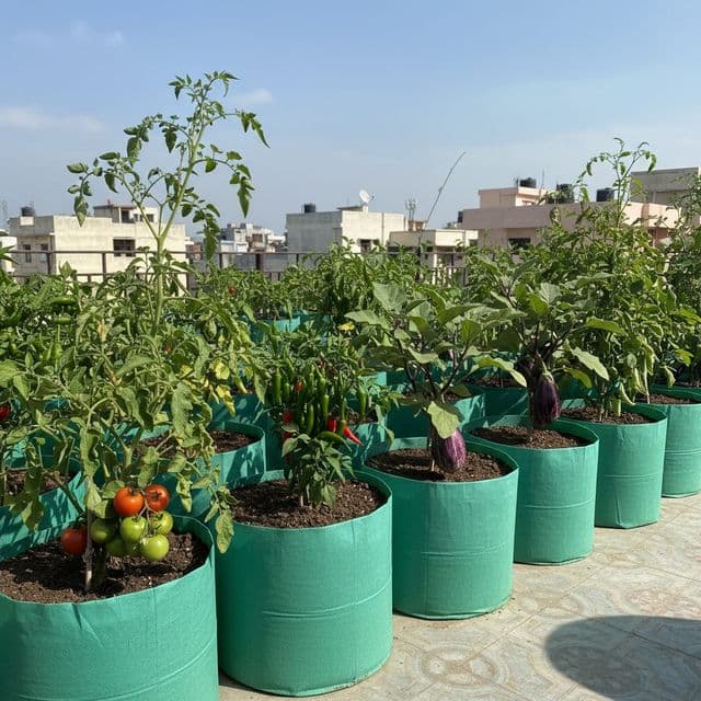 Grow Bags for Terrace Garden: Choosing HDPE, Sizes and Mixes