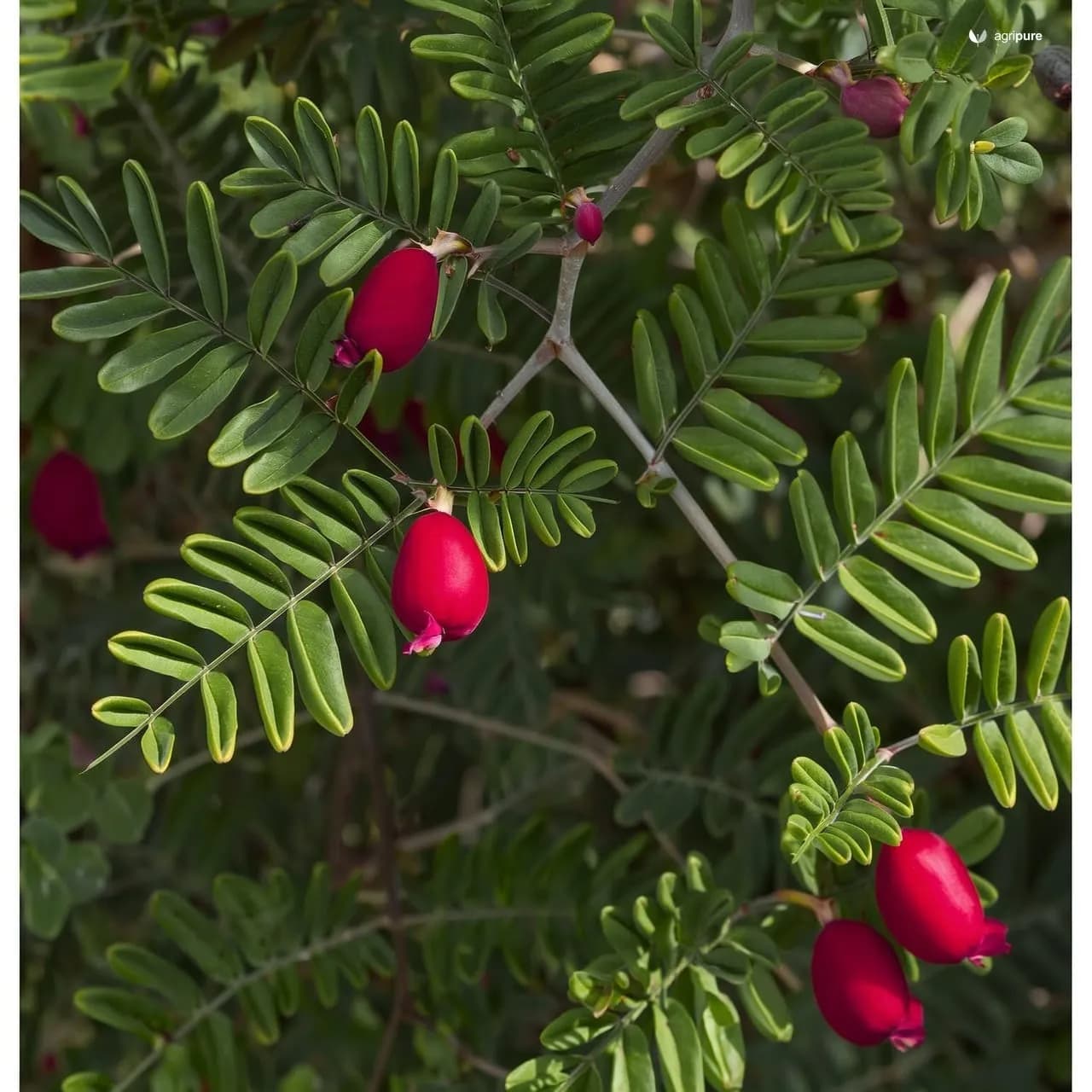 Rosary Pea (Abrus precatorius)