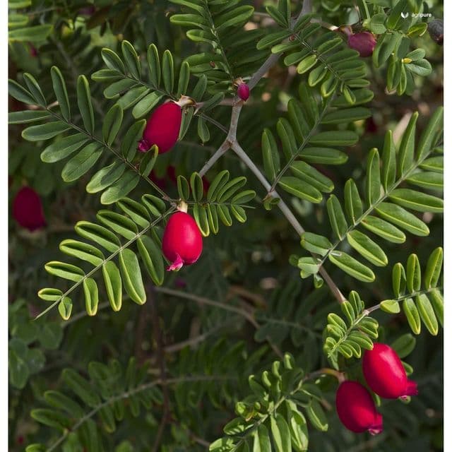 Rosary Pea (Abrus precatorius)