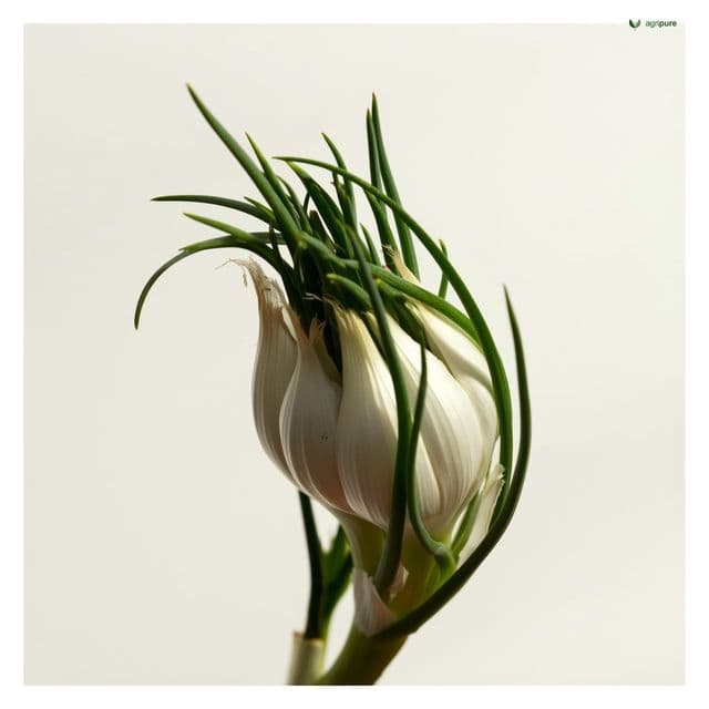 Garlic (Allium sativum)