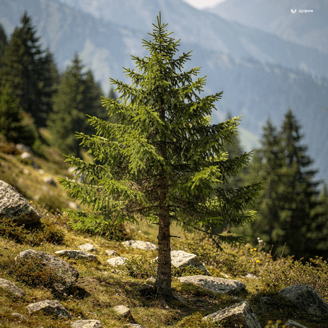 West Himalayan Fir (Abies pindrow)