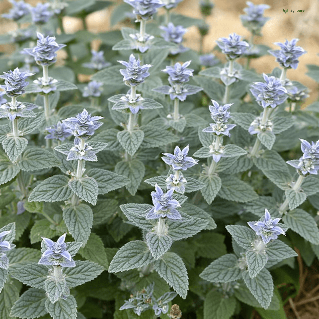 Catmint (Nepeta cataria)