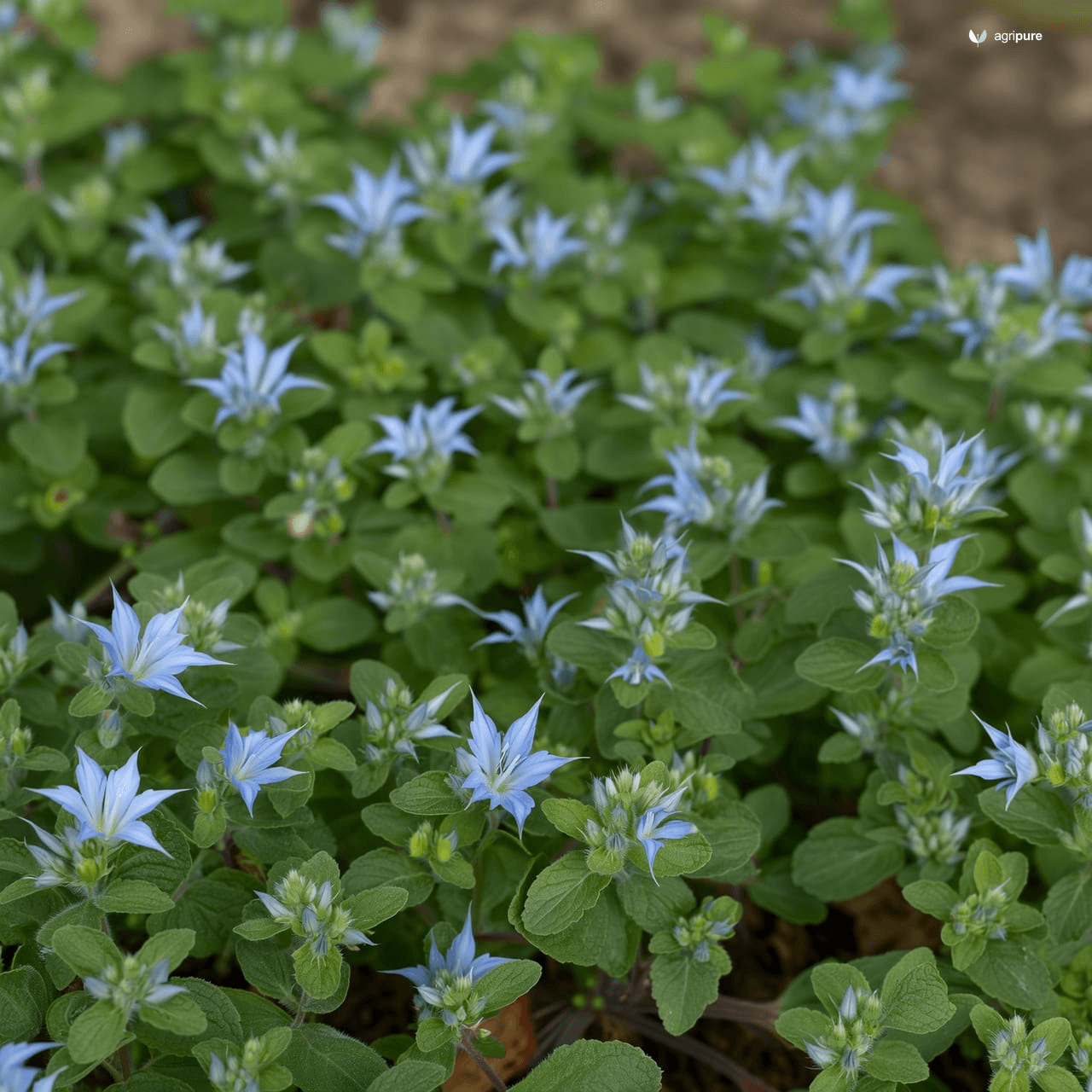 Black Cumin (Nigella sativa)