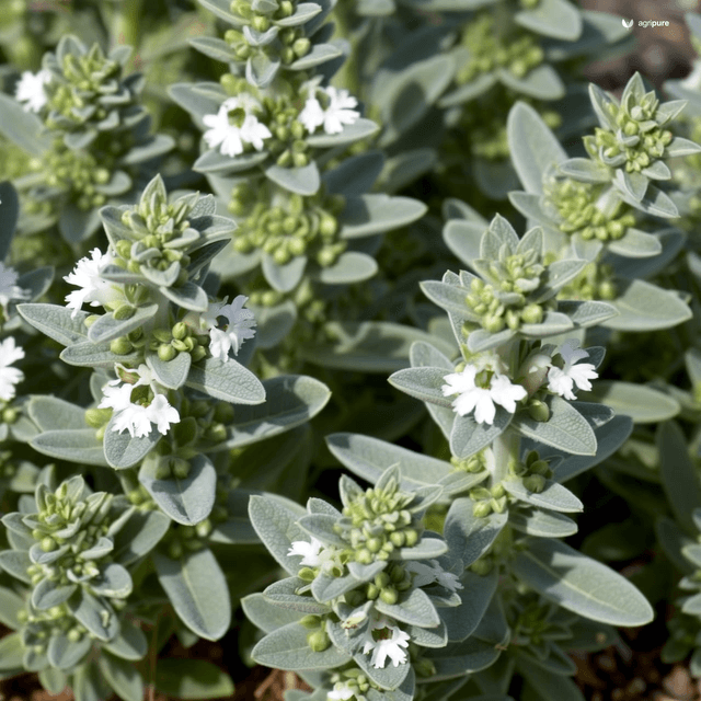 Marjoram (Origanum majorana)