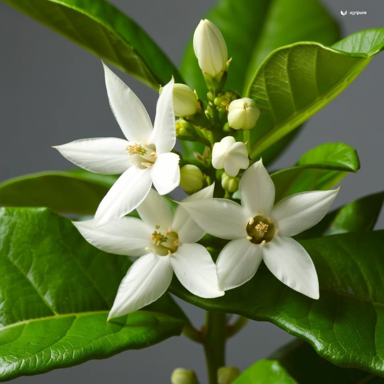 Arabian Jasmine (Jasminum sambac)