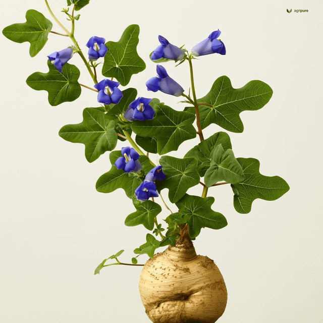 Jicama (Pachyrhizus erosus)
