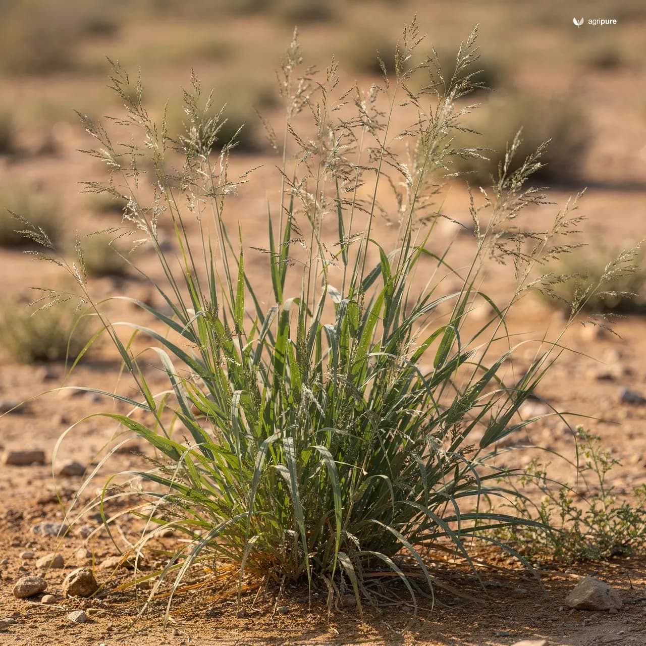 Blue Panic Grass (Panicum antidotale)
