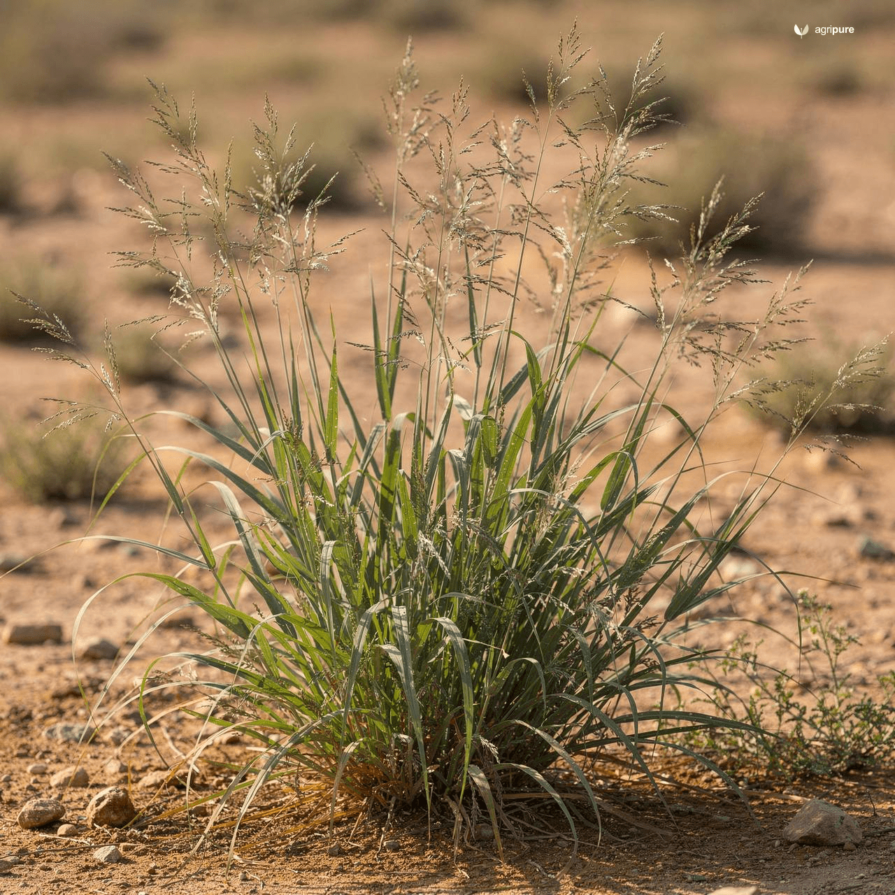 Blue Panic Grass (Panicum antidotale)