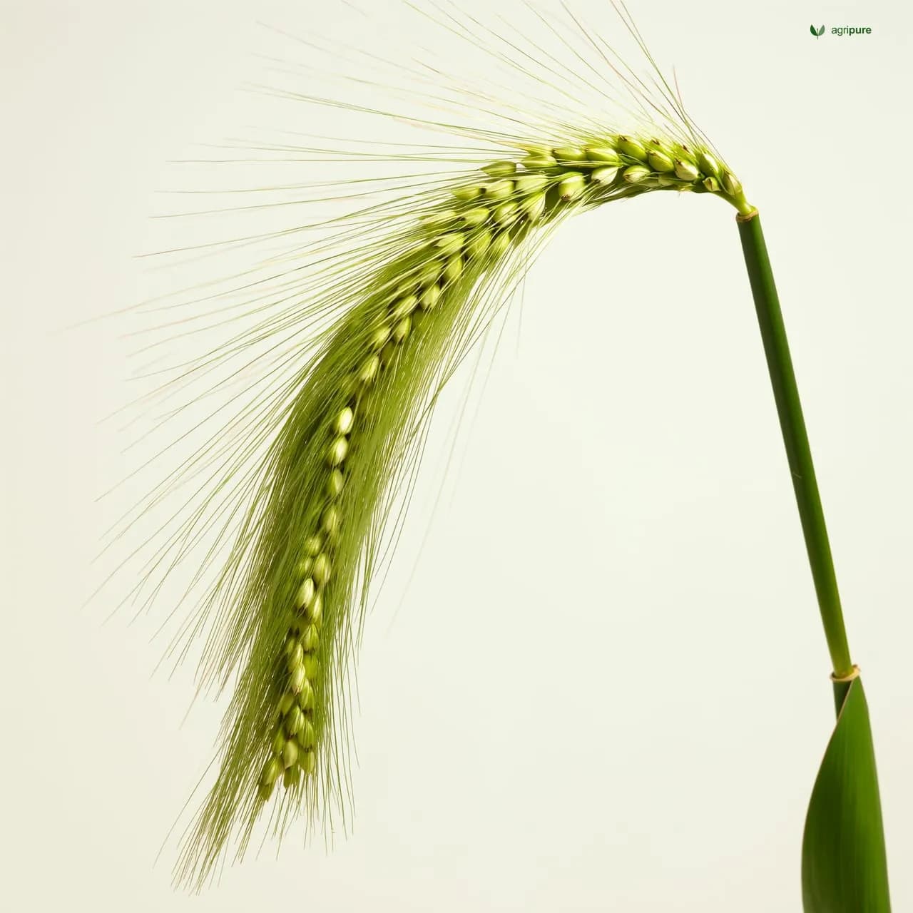 Proso Millet (Panicum miliaceum)