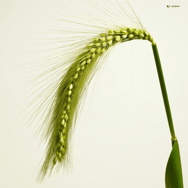 Proso Millet (Panicum miliaceum)