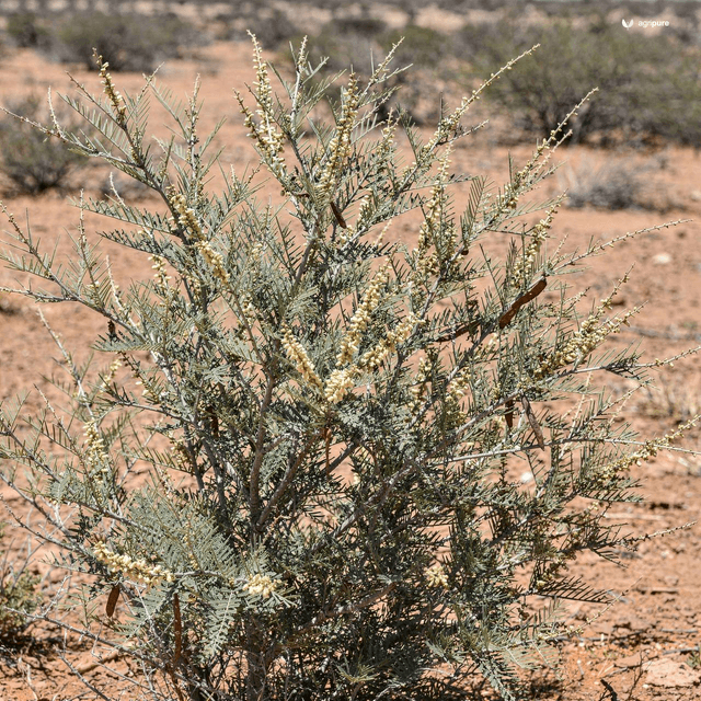 Jacquemont’s Acacia (Bhuri Babool) (Acacia jacquemontii)