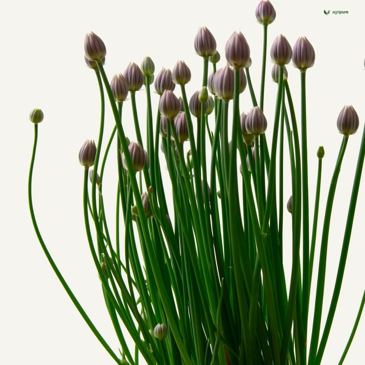 Chives (Allium schoenoprasum)