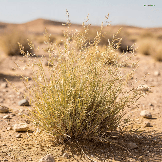 Desert Bunch Grass (Du’a Grass) (Panicum turgidum)