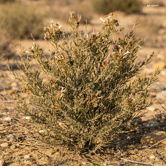 Leafless Milkweed Shrub (Periploca aphylla)