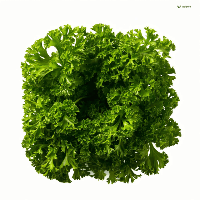 Parsley (Petroselinum crispum)