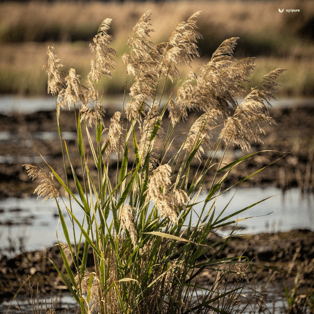 Tall Reed (Phragmites karka)