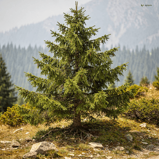 Morinda Spruce (Picea smithiana)