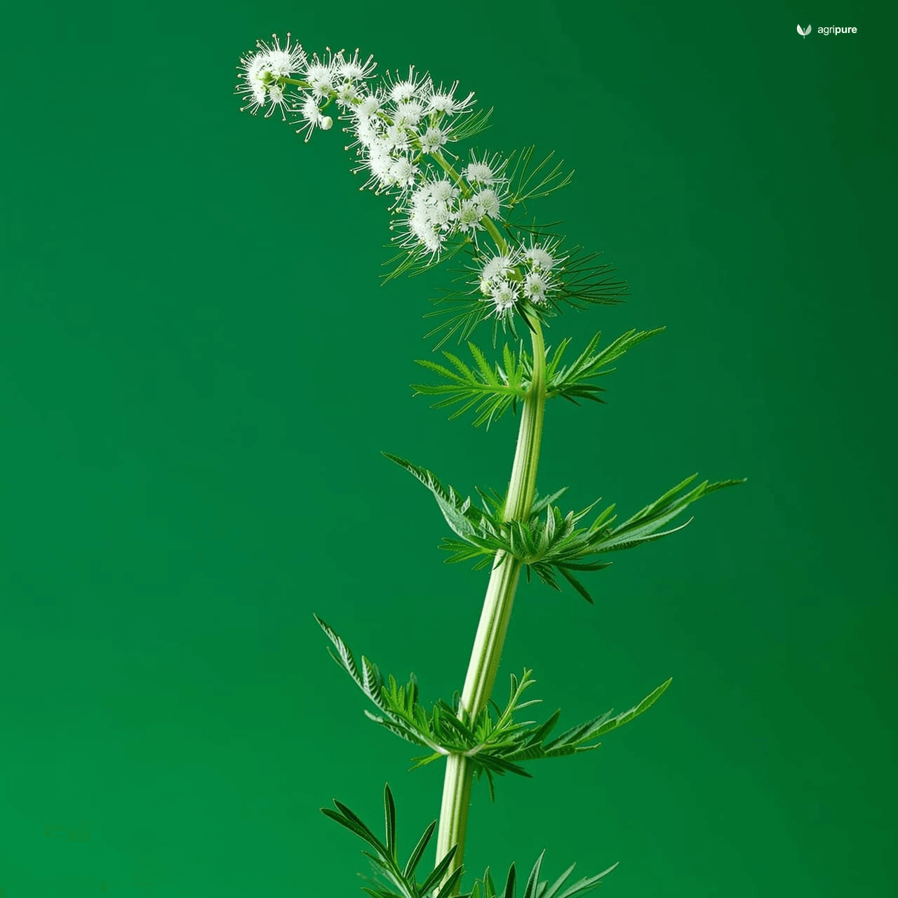 Anise (Pimpinella anisum)