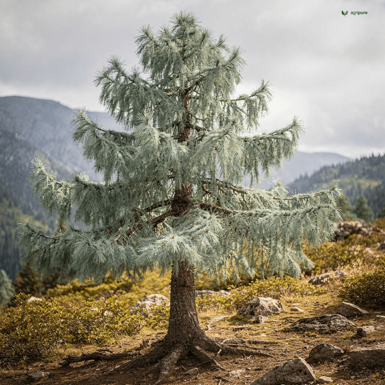 Blue Pine (Pinus wallichiana)