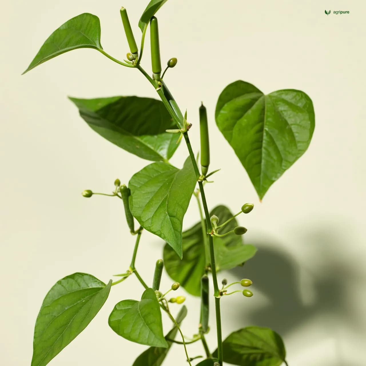 Henna (Lawsonia inermis)