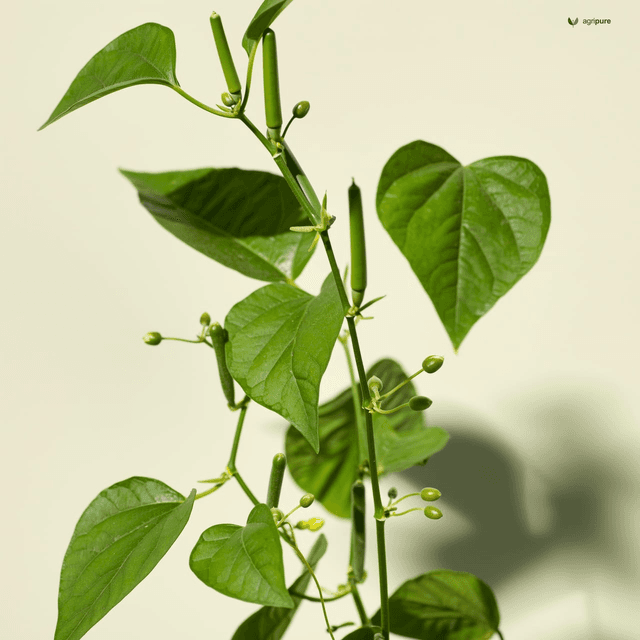 Long Pepper (Piper longum)