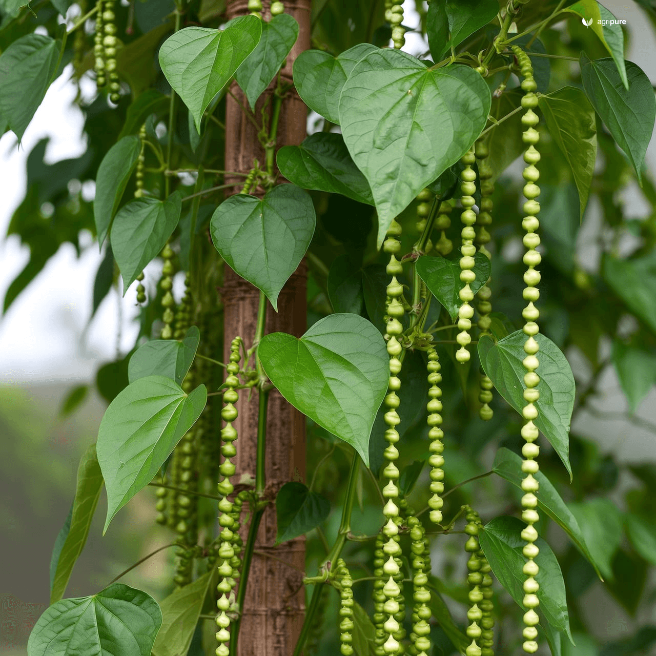 Black Pepper (Piper nigrum)