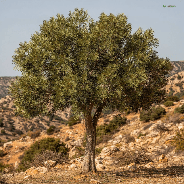 Wild Pistachio (Mt. Atlas Mastic) (Pistacia atlantica)