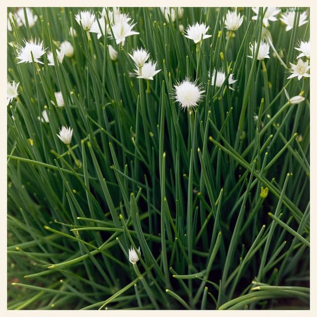 Garlic Chives (Allium tuberosum)