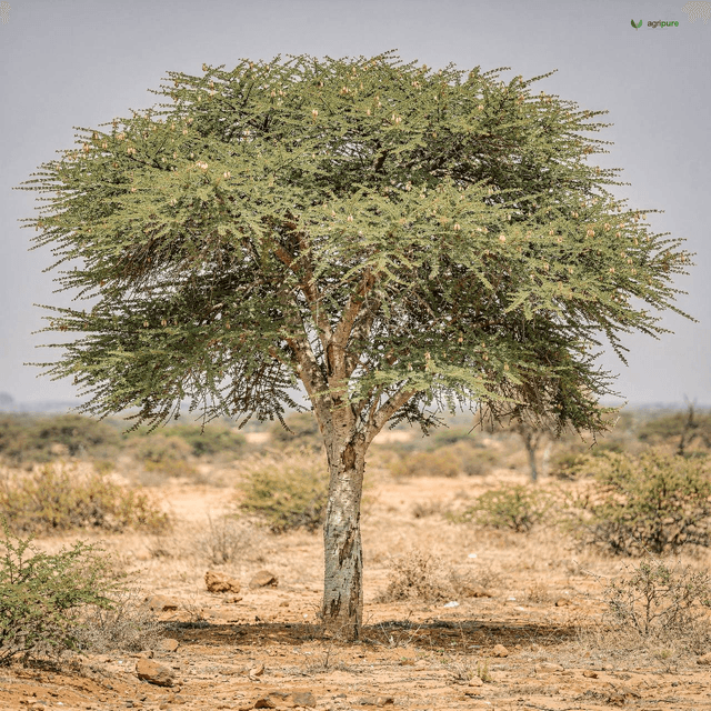 Gum Arabic Tree (Acacia senegal)