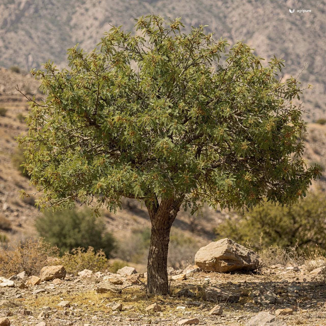 leucaena-leucocephala