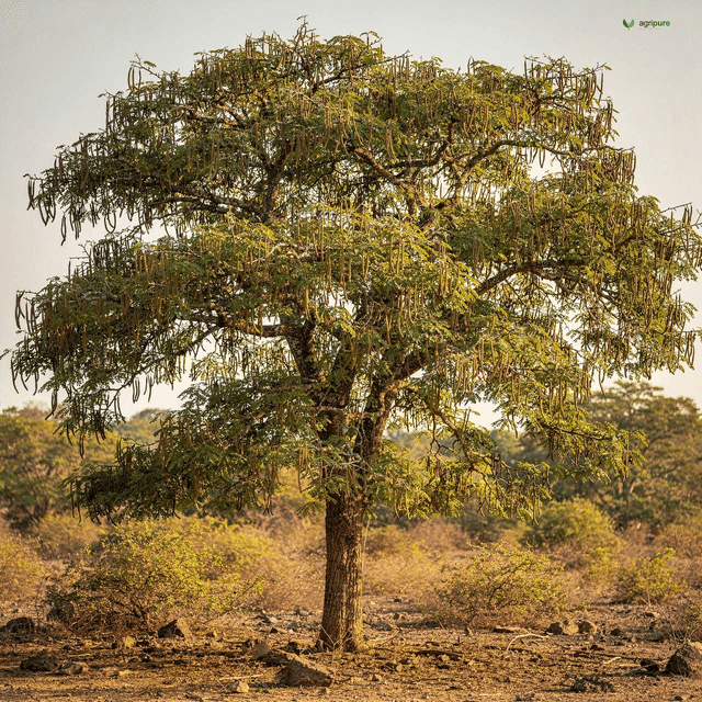 Manila Tamarind (Jungle Jalebi) (Pithecellobium dulce)