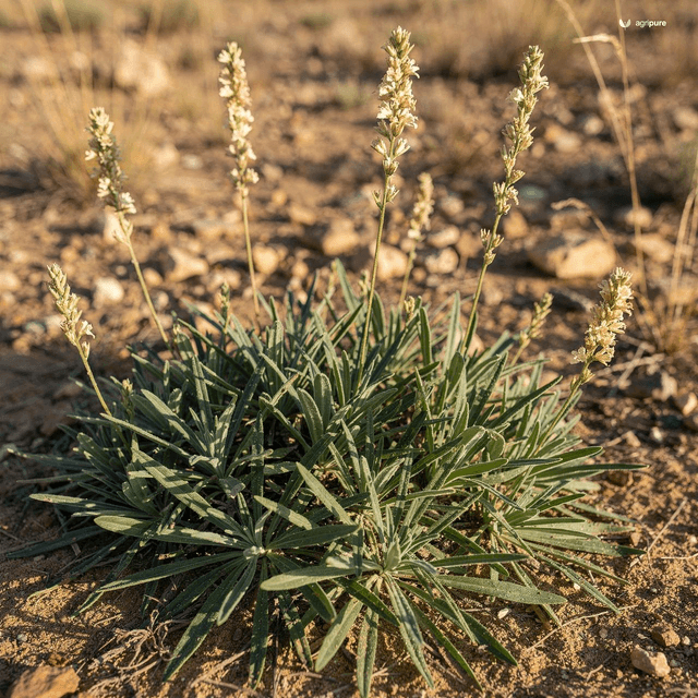 Blond Psyllium (Plantago ovata)