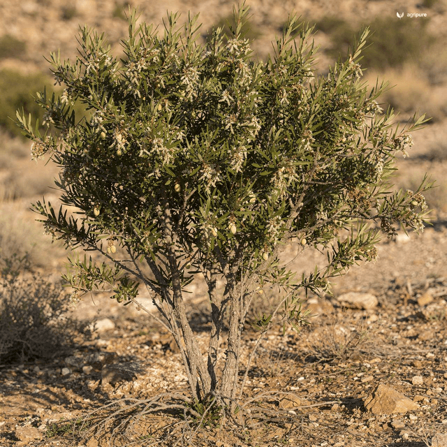 Wild Almond (Brahui Almond) (Prunus eburnea)
