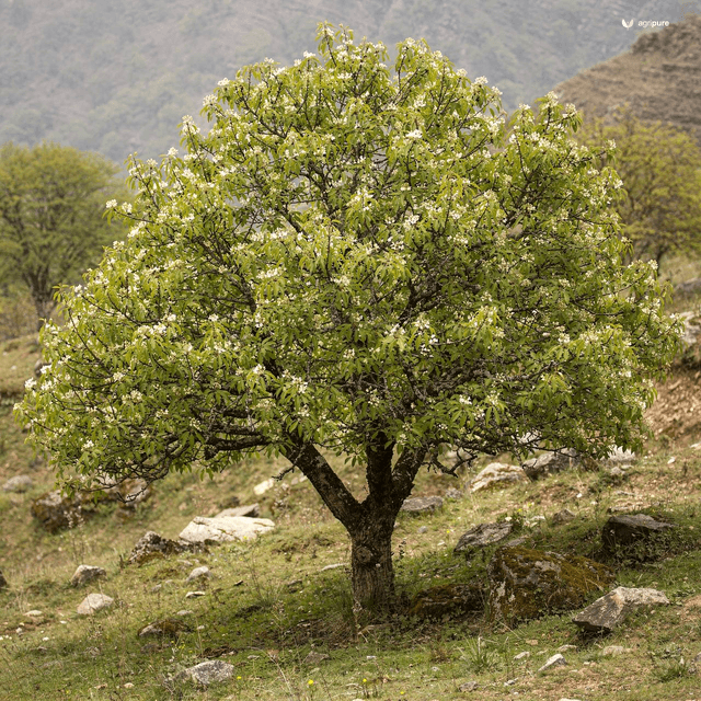 Wild Himalayan Pear (Pyrus pashia)