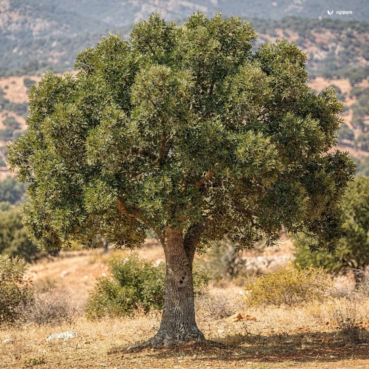 Holm Oak (Quercus baloot)