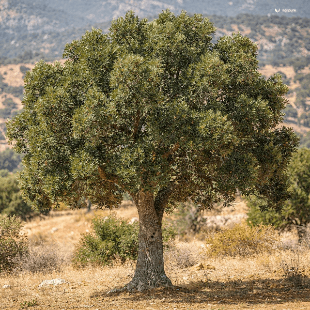 Holm Oak (Quercus baloot)