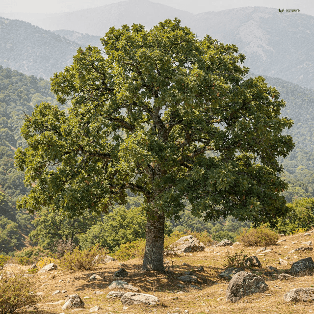 Green Oak (Moru Oak) (Quercus dilatata)