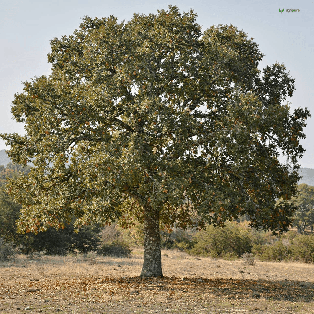 Holly Oak (Ban Oak) (Quercus incana)
