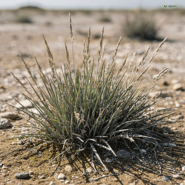 Mangrove Grass (Sea Billy-Goat Grass) (Aeluropus lagopoides)