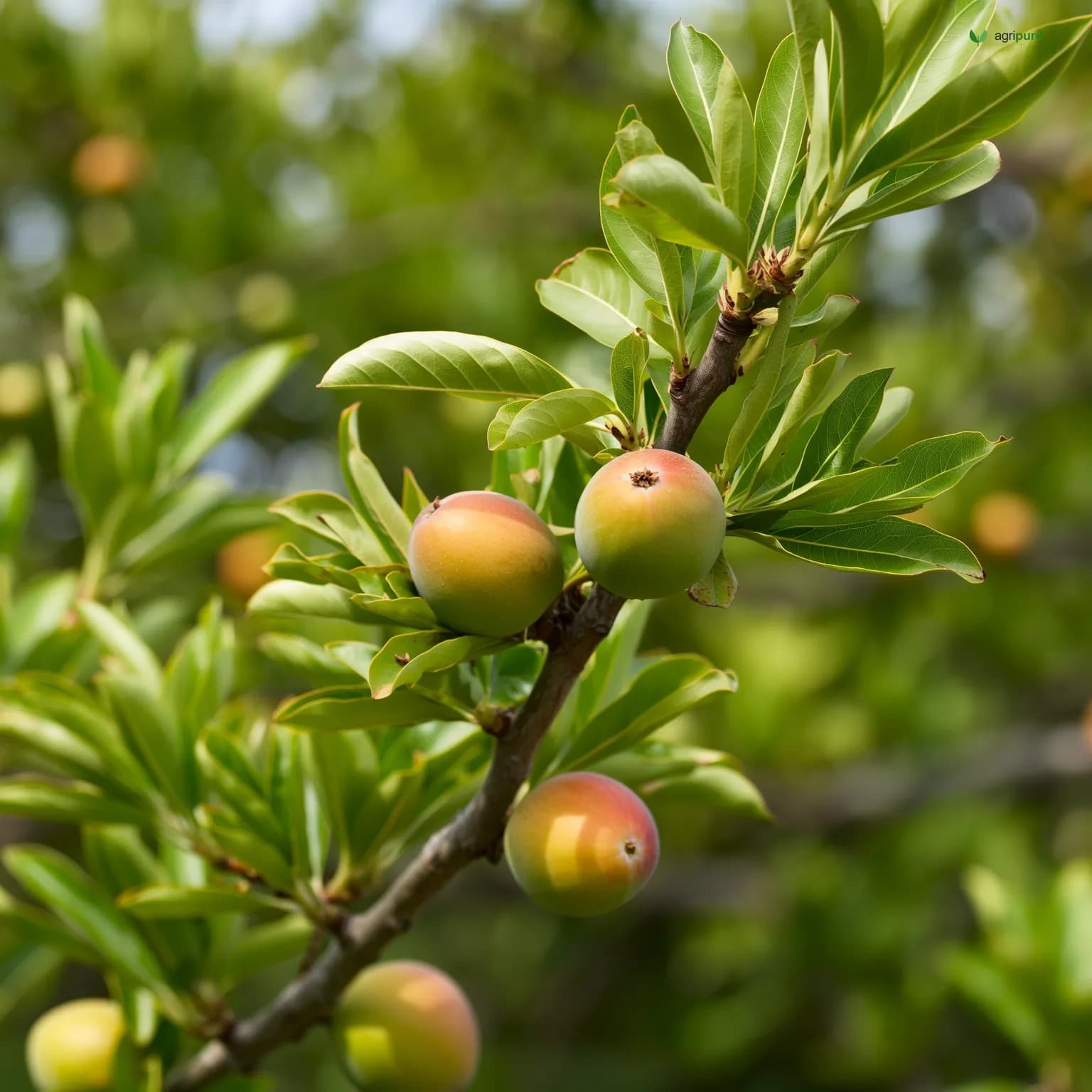 Almond (Pakistani local) (Prunus dulcis)