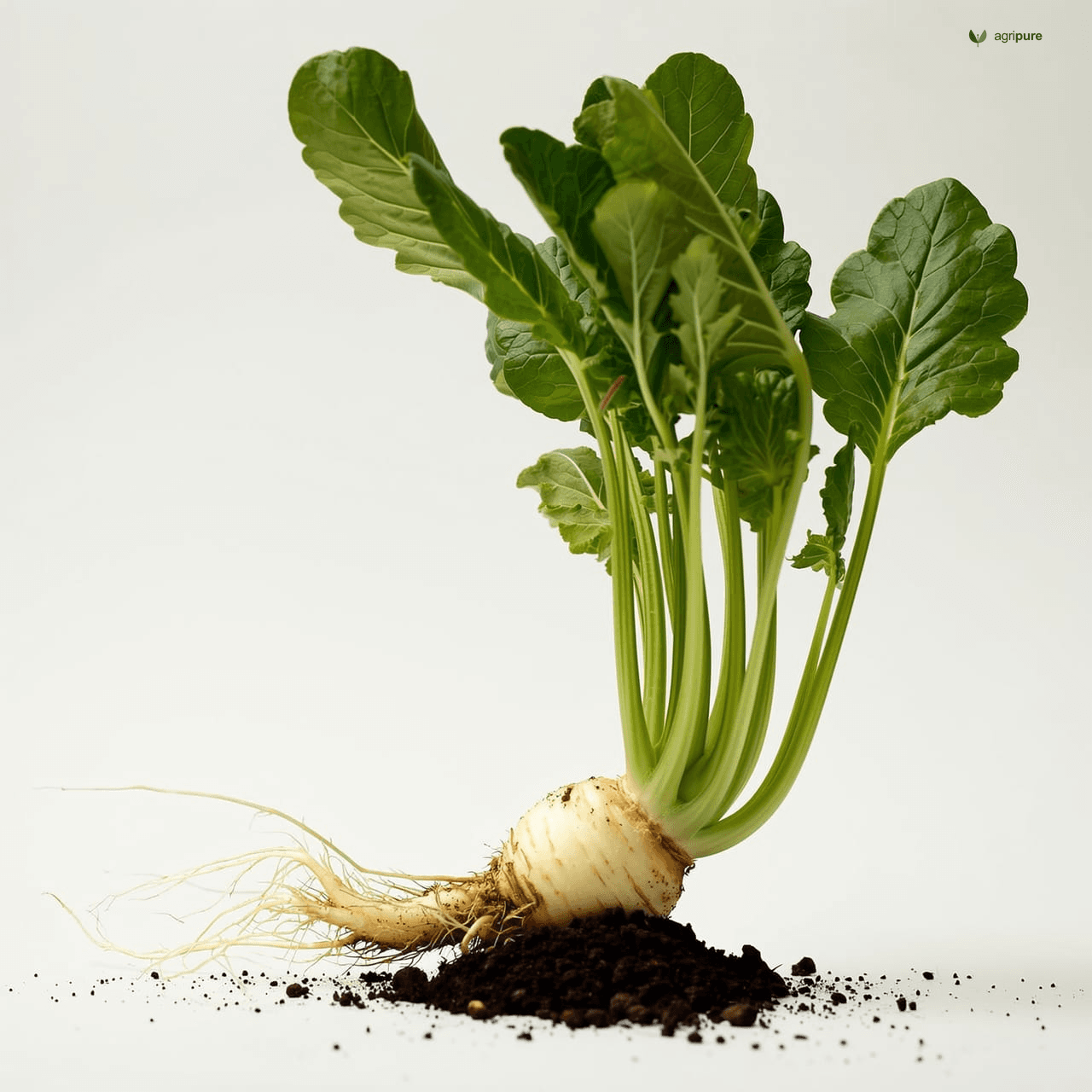 Radish (Raphanus sativus)
