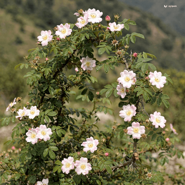 Himalayan Musk Rose (Rosa brunonii)