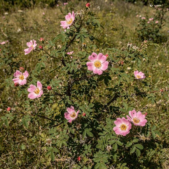 Webb’s Rose (Rosa webbiana)