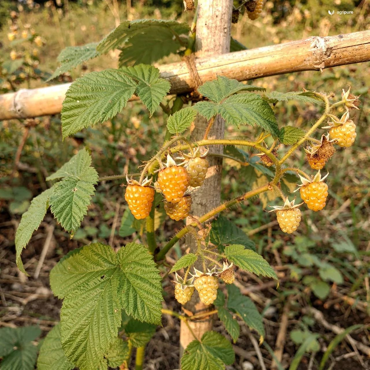 Golden Himalayan Raspberry (Rubus ellipticus)
