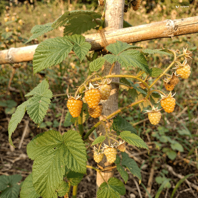 Golden Himalayan Raspberry (Rubus ellipticus)