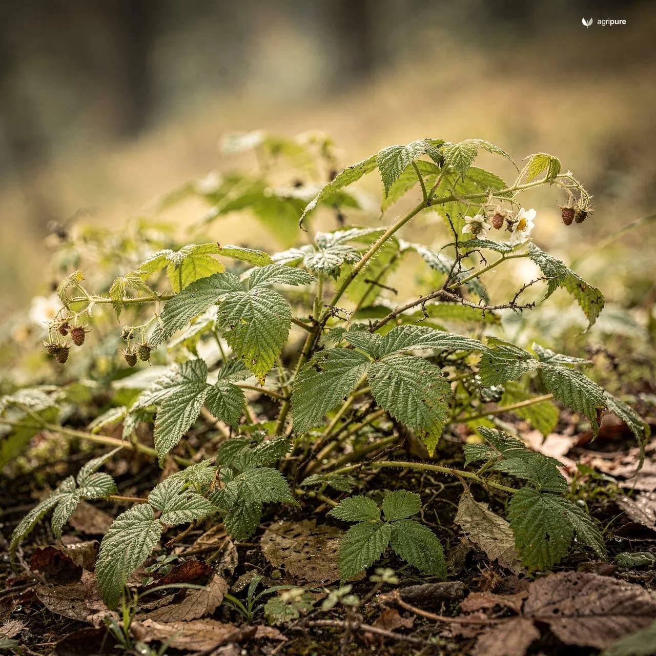 Himalayan Raspberry (Rubus niveus)