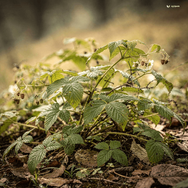 Himalayan Raspberry (Yellow Himalayan) (Rubus niveus)