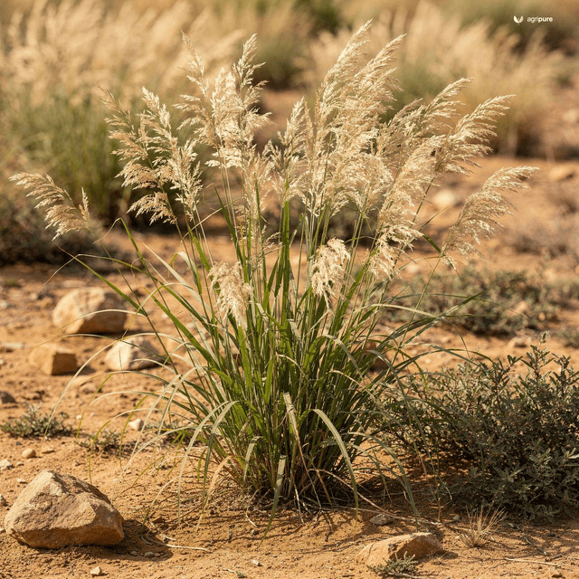 Munj Sweetcane (Saccharum bengalense)